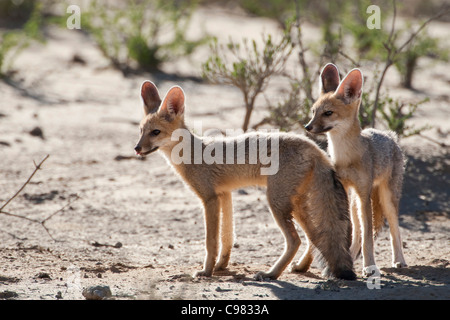 Zwei junge Cape Füchse (Vulpes Chama) Stockfoto