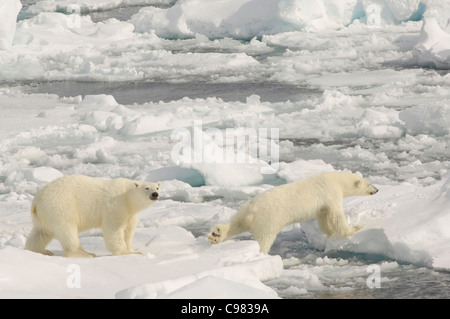 Heranwachsenden Polar Bear Cub (Ursus Maritimus) springen über schwimmende Packeis in der Meerenge von Hinlopen (Hinlopenstretet) in der Nähe von Wilhelmøya, Spitzbergen, Norwegen Stockfoto