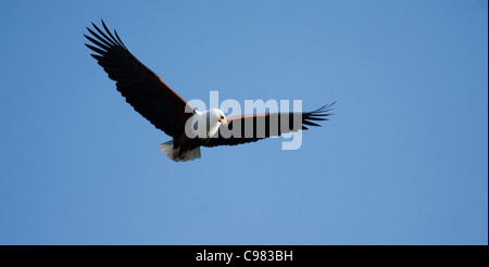 Afrikanischer Fisch-Adler im Flug Stockfoto