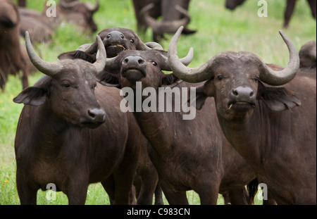 Kuhherde Büffel Stockfoto