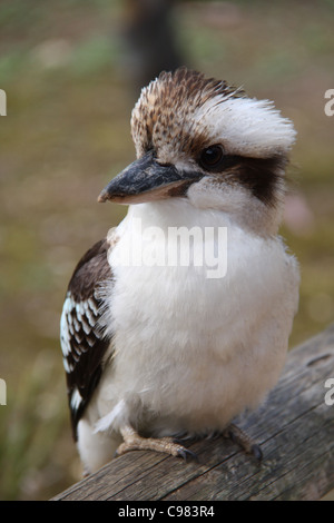 Kookaburra sitzen auf einem Baumstamm (Baum Eisvogel) Stockfoto