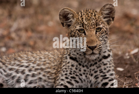 Porträt von einem Leopard cub Stockfoto