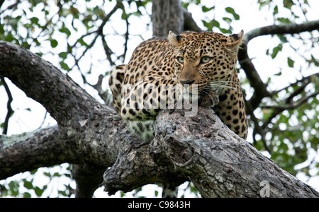 Leoparden ruht auf den Zweigen der Marula-Baum Stockfoto