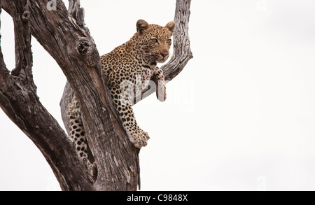 Leopard, liegend auf einem Ast in einem toten Baum Stockfoto