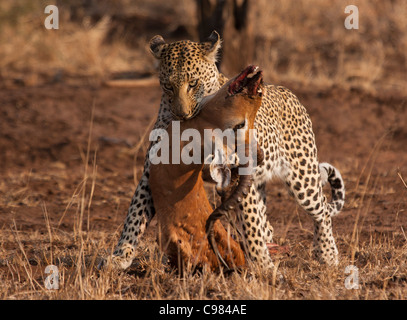 Frontalansicht eines Leoparden, die Reste der männlichen Impala Kadaver in trockenen Steppe zu tragen Stockfoto