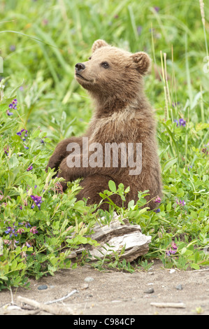 Fotoarchiv der ein Alaskan Küsten Brown Bear Cub sitzen auf einer Wiese. Stockfoto