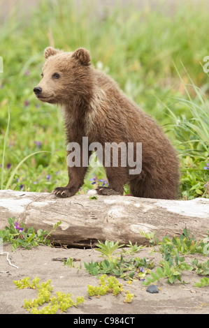 Stock Foto ein Alaskan Küsten Brown Bear Cub stehen auf einem Baumstamm. Stockfoto