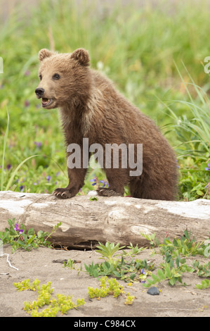 Stock Foto ein Alaskan Küsten Brown Bear Cub stehen auf einem Baumstamm. Stockfoto