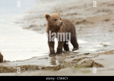 Stock Foto von einem Alaskan Küsten braun Bärenjunge zu Fuß über den Strand bei Ebbe. Stockfoto