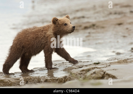 Stock Foto von einem Alaskan Küsten braun Bärenjunge zu Fuß über den Strand bei Ebbe. Stockfoto