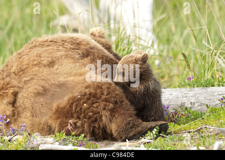 Fotoarchiv der ein Alaskan Küsten Brown Bear Cub Pflege seiner schlafenden Mutter. Stockfoto