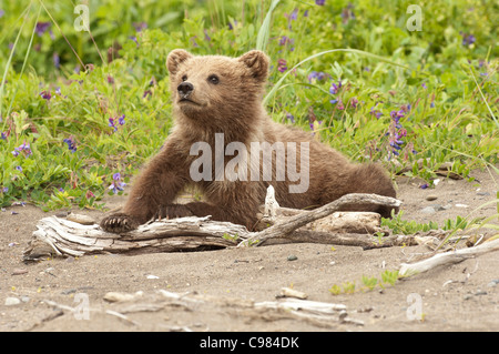 Fotoarchiv der ein Alaskan Küsten Brown Bear Cub Handauflegen ein Stück Treibholz. Stockfoto