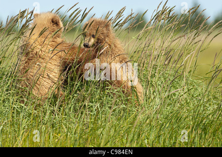 Stock Foto von zwei Alaskan Braunbär Jungen spielen in hohe Gräser. Stockfoto