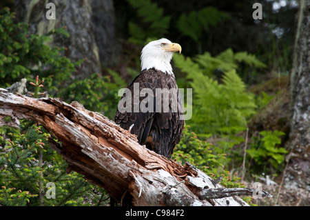 Stock Foto von einem Weißkopfseeadler sitzt auf einem Baumstamm. Stockfoto