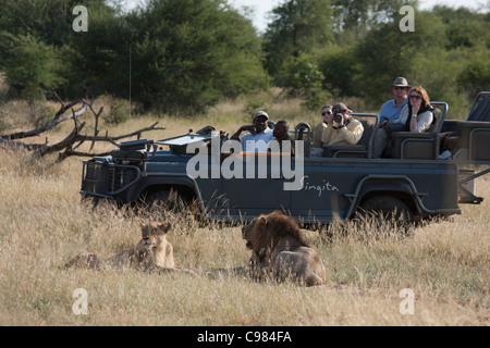 Touristen auf einem Spiel-Laufwerk gerade einen Löwen Stockfoto