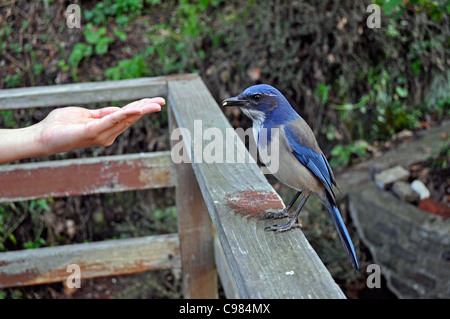 füttern Erdnüsse, um ein Scheuern Eichelhäher, Aphelocoma Coerulescens auf Hinterhof Sonnendeck. San Francisco, Kalifornien. USA Stockfoto
