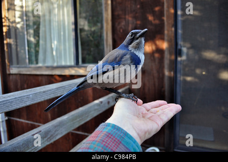 Vogel in der Hand, Erdnüsse, ein Peeling Eichelhäher, Aphelocoma Coerulescens auf Hinterhof Sonnendeck Fütterung. San Francisco, Kalifornien. USA Stockfoto