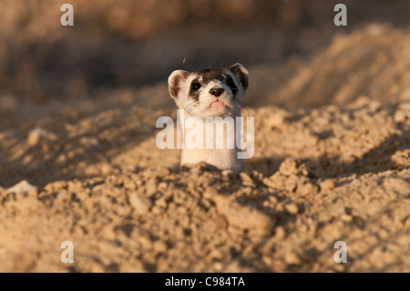 Stock Foto von einem wilden schwarz – füßiges Frettchen Blick aus seinem Bau. Stockfoto
