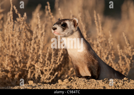 Stock Foto von einem wilden schwarz – füßiges Frettchen Blick aus seinem Bau. Stockfoto