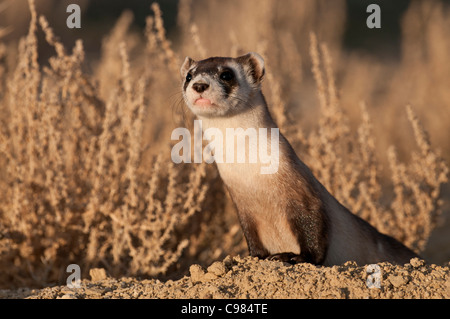 Stock Foto von einem wilden schwarz – füßiges Frettchen Blick aus seinem Bau. Stockfoto