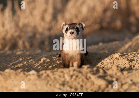 Stock Foto von einem wild Black – füßiges Frettchen auf seinem Bau. Stockfoto