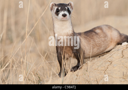Stock Foto von einem wild Black – füßiges Frettchen auf seinem Bau. Stockfoto