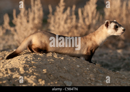 Stock Foto von einem wild Black – füßiges Frettchen auf seinem Bau. Stockfoto