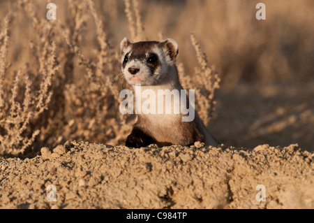 Stock Foto von einem wilden schwarz – füßiges Frettchen Blick aus seinem Bau. Stockfoto