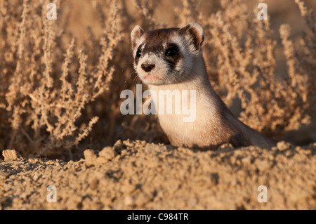 Stock Foto von einem wilden schwarz – füßiges Frettchen Blick aus seinem Bau. Stockfoto