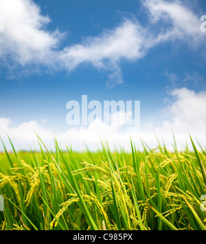 Paddy Reis Wolke hinterlegtes Feld Stockfoto