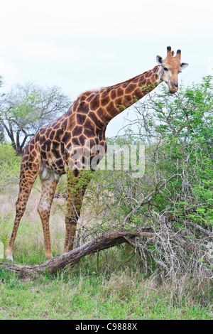 Eine südliche Giraffe (Giraffa giraffa) camel-opardalis durchsucht die Spitze eines Baumes durch Elefanten gestürzt. Krüger National Park. Stockfoto