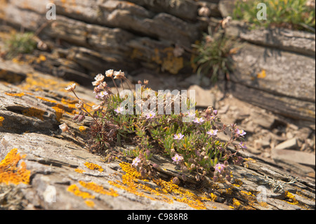 Meer Kreuzblume Blume mit gelben Flechten auf exponierten Schiefer Felsen Stockfoto