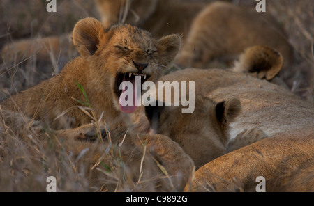 Porträt von ein Löwenjunges, seine Zunge heraus Stockfoto