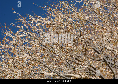 Eiche Baum Quercus Robur Blättern bedeckt im Schnee fotografiert in UK Stockfoto