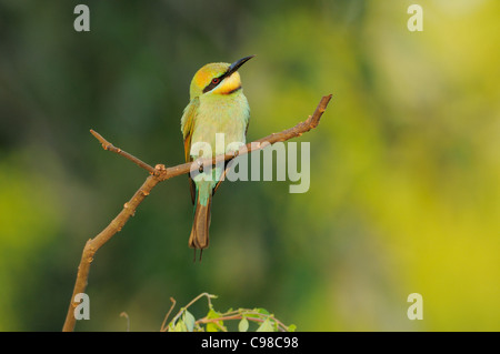 Regenbogen Bienenfresser Merops Ornatus weibliche fotografiert in Queensland, Australien Stockfoto