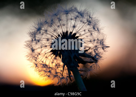 Löwenzahn Samen Kopf, Cornwall, UK Stockfoto