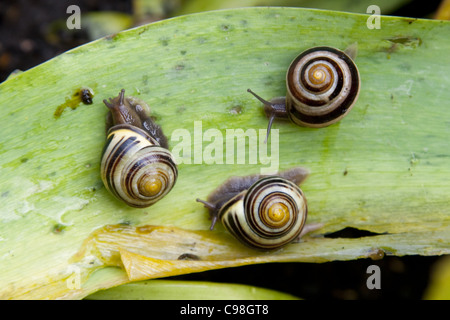drei Schnecken auf einem Blatt im Frühlingsgarten Stockfoto