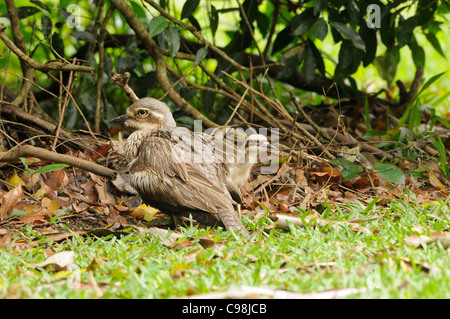 Bush Stein-Brachvogel Burhinus Grallarius Erwachsenen mit jungen Küken fotografiert in Queensland, Australien Stockfoto