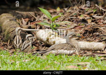 Bush Stein-Brachvogel Burhinus Grallarius Erwachsenen mit jungen Küken fotografiert in Queensland, Australien Stockfoto