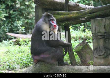 Erwachsene männliche Mandrill Pavian sitzend auf einem Baumstamm Stockfoto