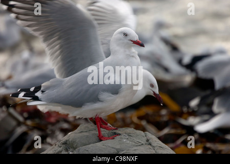 New Zealand rot-billed Gull stehen auf Felsen mit Flock und Seetang Hintergrund Stockfoto