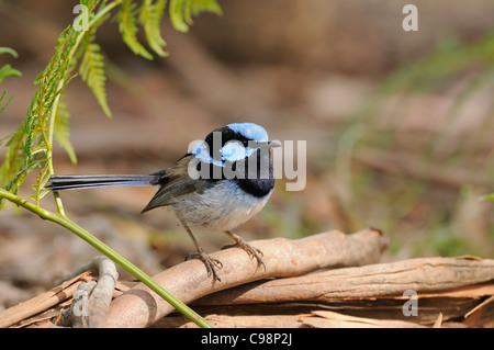 Hervorragende Fairy Wren Malurus Cyaneus männlichen fotografiert in Tasmanien, Australien Stockfoto