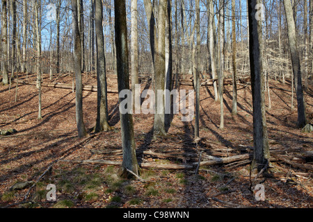 Blick nach Westen durch die Bäume Catoctin Mountain Park, Maryland. Stockfoto