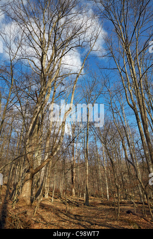 Auf der Suche nach Nordwesten durch die Bäume, Catoctin Mountain Park, Maryland. Stockfoto