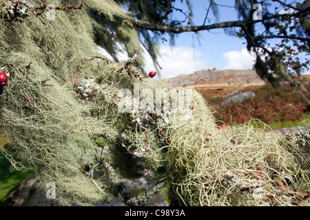 Reihe von Wurst Flechten; Usnea Gliedertiere; auf Weißdorn Baum; Cornwall UK Stockfoto