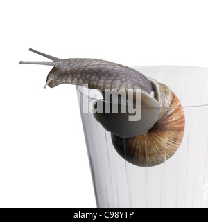 Studiofotografie einer Weinrebe Schnecke beim kriechen über den Rand ein Trinkglas in weißem Rücken Stockfoto