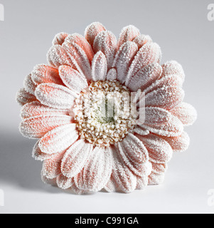 symbolisches Bild zeigt eine Eis bedeckt Gerbera Blume im Licht zurück Stockfoto