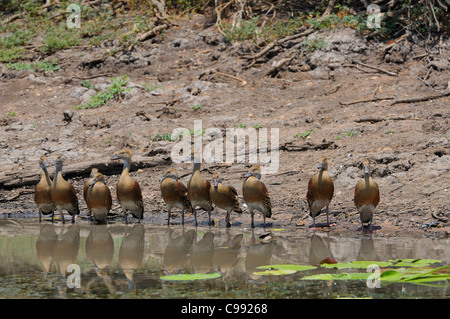 Plumed Pfeifen Enten (Dendrocygna eytoni) Yellow Water Billabong, Kakadu National Park, Northern Territory, Top End, Australien Stockfoto