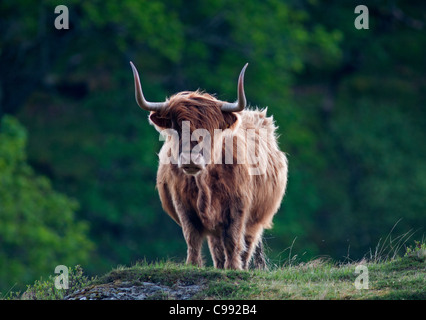 Highland Kuh auf der Isle of Mull.  SCO 7735 Stockfoto