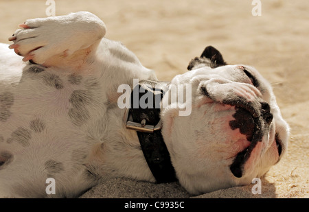 Französische Bulldogge liegend Stockfoto